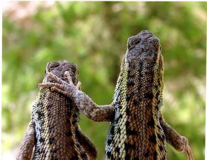 Did you really see what you thought you saw?  Dream lovers are often not what they seem