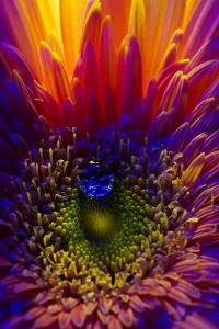 With care and attention we can all blossom!