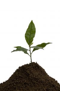 What seeds are you planting in your own mind?